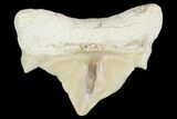 Pathological Otodus Shark Tooth - Morocco #103601-1